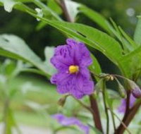 Alpha Native Flower Garden - Australia Accommodation