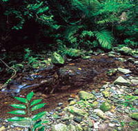Wompoo Walk - Australia Accommodation