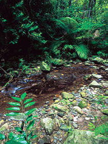 Wompoo Walk - Australia Accommodation 0