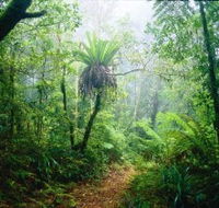 Lamington National Park Green Mountains Section - Australia Accommodation