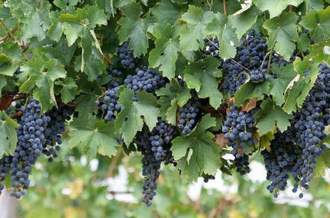 Australia Accommodation