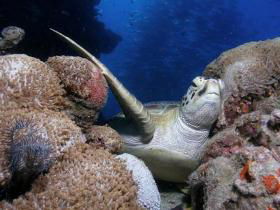 Light House Bommie Dive Site - Australia Accommodation 0