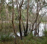 Mount Rooper Circuit and Swamp Bay Track - Australia Accommodation