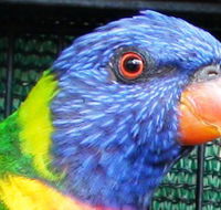 Fraser Coast Wildlife Sanctuary - Australia Accommodation