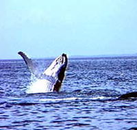 Whale Watching - Australia Accommodation