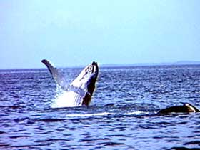 Whale Watching - Australia Accommodation 0