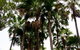 Palm Tree Creek - thumb 0