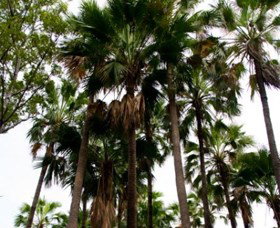 Palm Tree Creek - Australia Accommodation 0