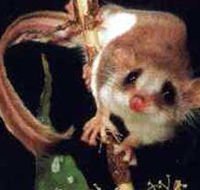 Carrowong Fauna Sanctuary - Australia Accommodation