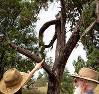Charleville - Outback Native Timber Walk - Australia Accommodation