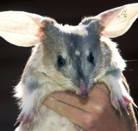 Charleville - Bilby Experience - Australia Accommodation