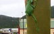 Golden Gumboot - thumb 0
