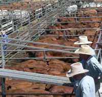 Dalrymple Sales Yards - Cattle Sales