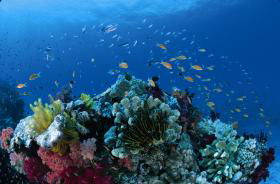 Cherubs Cave Dive Site - Australia Accommodation 0