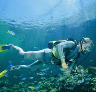 Manta Ray Bommie Dive Site - Australia Accommodation