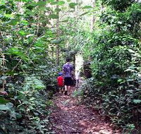Malanda Falls Rainforest Walk Malanda Falls Conservation Park - Australia Accommodation