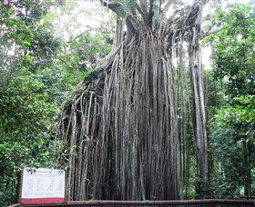 Curtain Fig National Park - Australia Accommodation 0