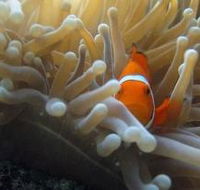 Flat Rock Dive Site - Australia Accommodation