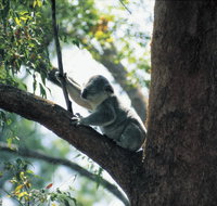 Daisy Hill Conservation Park - Australia Accommodation