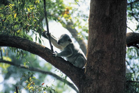 Daisy Hill Conservation Park - Australia Accommodation 0