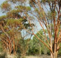 Myall Park Botanic Garden - Australia Accommodation