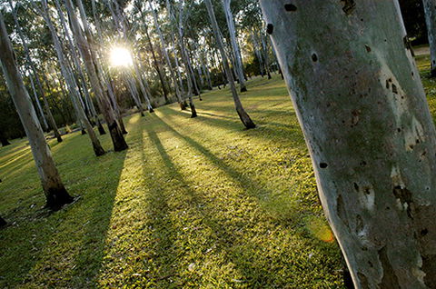 Tondoon Botanic Gardens - Australia Accommodation 0