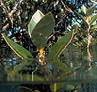 Jawbone Marine Sanctuary - Australia Accommodation