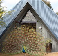 Halls Gap Zoo - Australia Accommodation