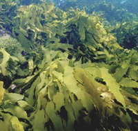 Barwon Bluff Marine Sanctuary - Australia Accommodation