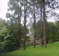 Mount Dandenong Arboretum - Australia Accommodation