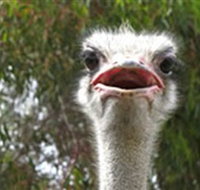 The Vault - Hastings Ostrich Farms  Crown Exotic Leather - Australia Accommodation