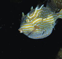 Mushroom Reef Marine Sanctuary - Australia Accommodation