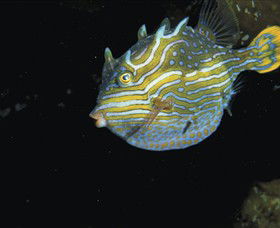 Mushroom Reef Marine Sanctuary - Australia Accommodation 0