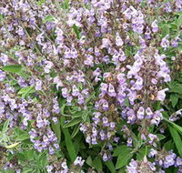 Otway Herbs - Australia Accommodation