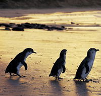 Phillip Island Nature Park - Australia Accommodation