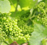 Waratah Hills Vineyard - Australia Accommodation