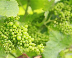 Waratah Hills Vineyard - Australia Accommodation 0