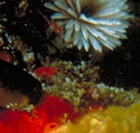 Point Cooke Marine Sanctuary - Australia Accommodation