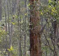 Heathcote-Graytown National Park - Australia Accommodation
