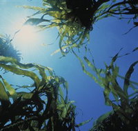 Marengo Reefs Marine Sanctuary - Australia Accommodation