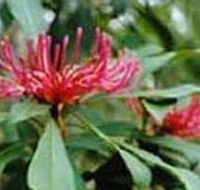 Alfred National Park - Australia Accommodation