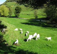 Goats of Gaia Soap - Australia Accommodation