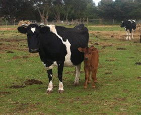 Animal Land Children's Farm - Australia Accommodation 0
