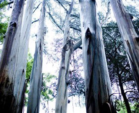 Dandenong Ranges National Park - Australia Accommodation 0