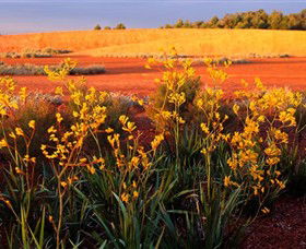 Royal Botanic Gardens Victoria Cranbourne - Australia Accommodation 0