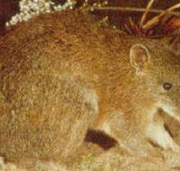 The Pines Flora and Fauna Reserve - Australia Accommodation