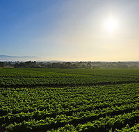 GREENSTONE VINEYARDS - Australia Accommodation