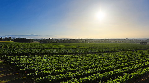 GREENSTONE VINEYARDS - Australia Accommodation 0