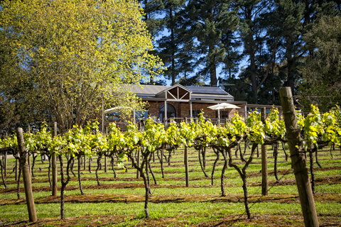 Main Ridge Estate - Australia Accommodation 3