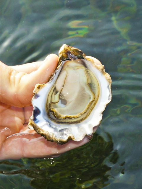 The Oyster Pot - Australia Accommodation 0